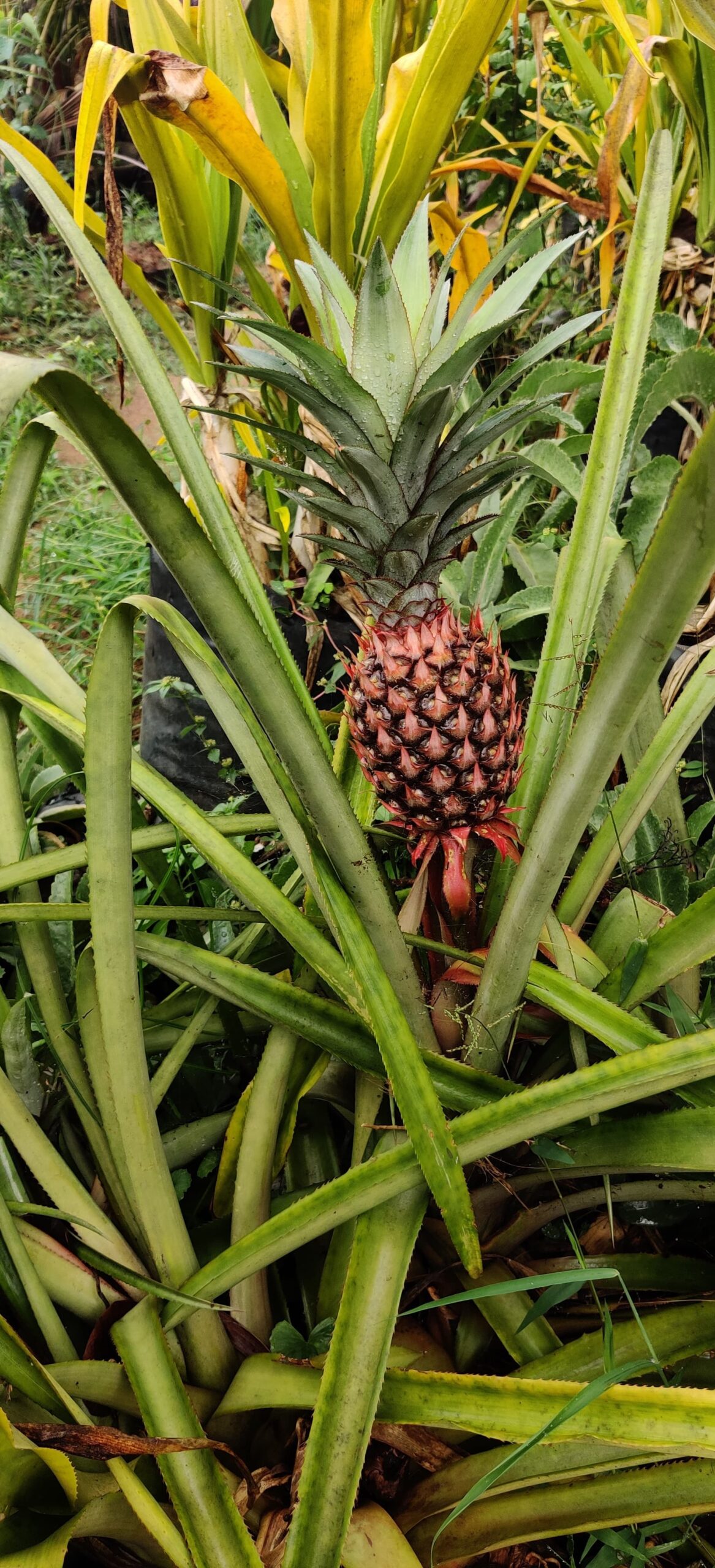 Pineapple