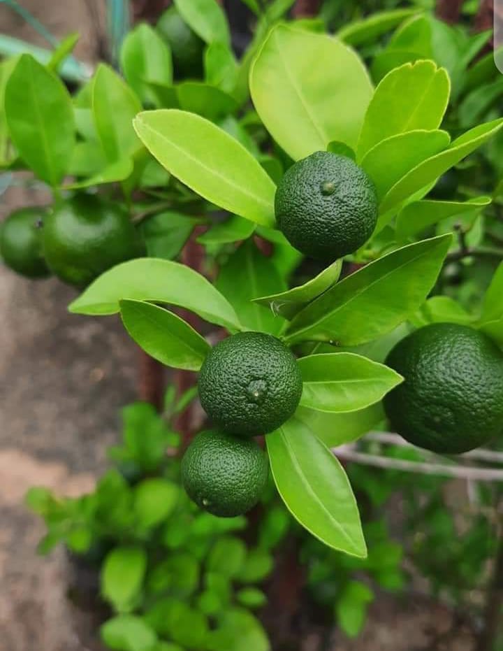 Lime plant