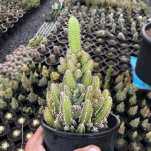 Columnar cactus