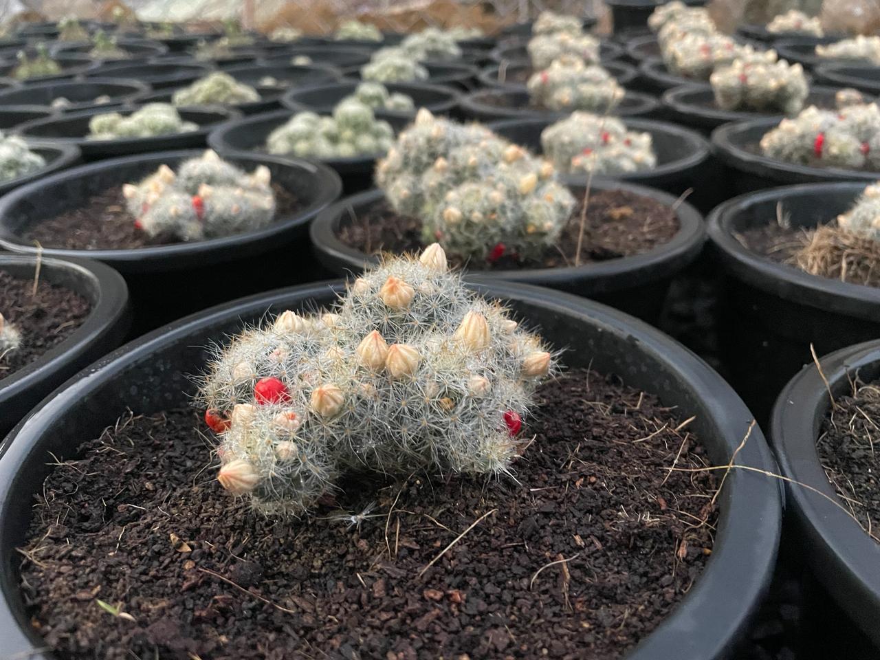Snowball cactus