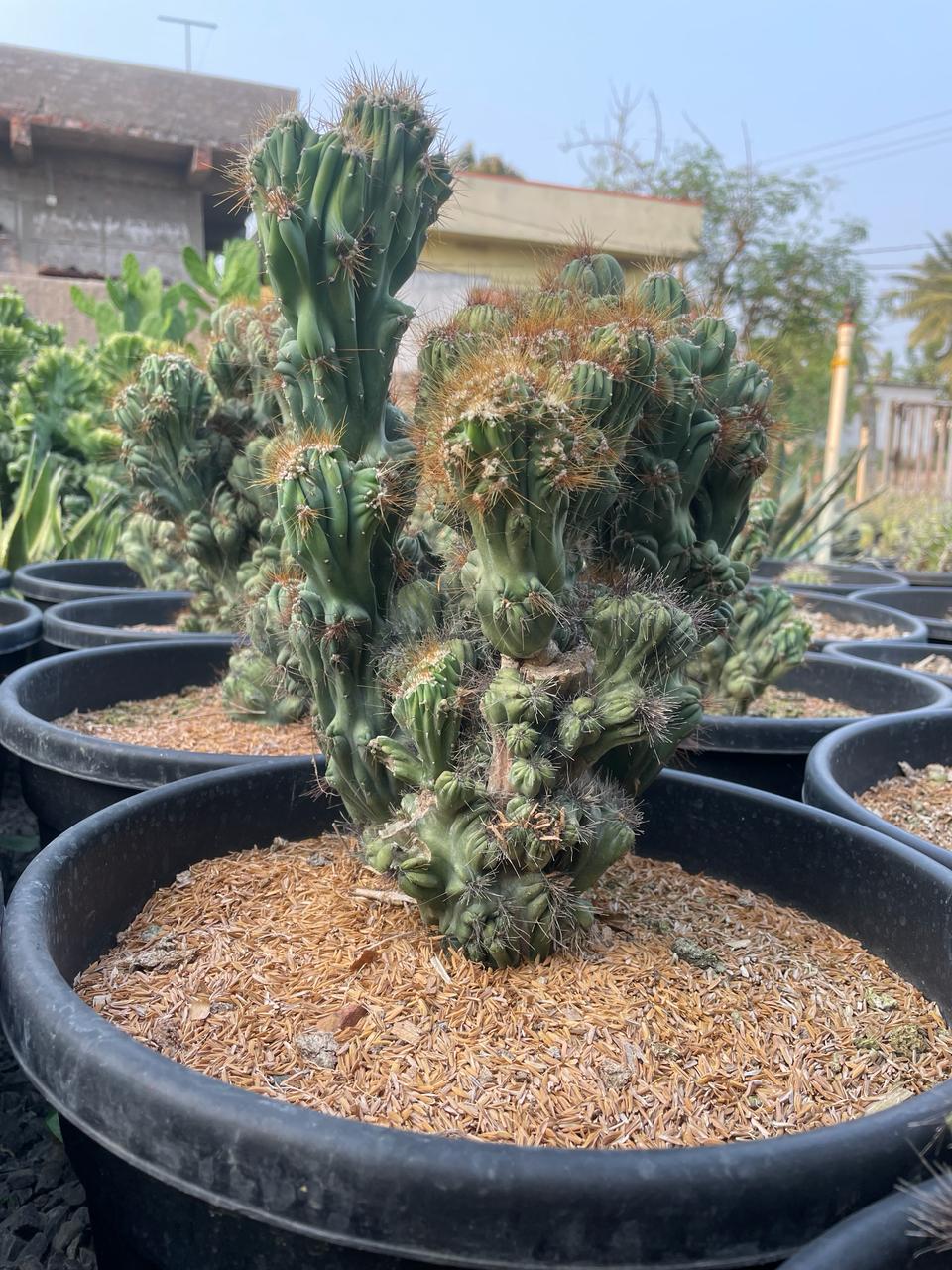 Peruvian apple cactus