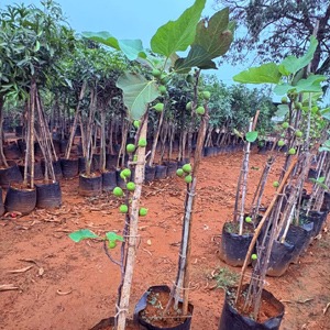 Fig  plant